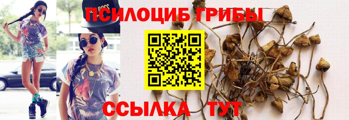Псилоцибиновые грибы Psilocybe Воркута
